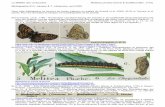 La Mélitée des centaurées Melitaea phoebe (Denis ...diatheo.weebly.com/uploads/2/8/2/3/28235851/... · DUPONCHEL, P.A.J., 1849 – Iconographie et histoire naturelle des chenilles