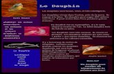 Le Dauphin - WordPress.comcanadianfrenchteacher.files.wordpress.com/2011/03/animaux-surprenants.pdfLe Raton Laveur Faits Divers •habitat: les forets, les ravins et la ville •nourriture: