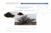Compte rendu d’expérimentation - · PDF file Compte rendu d’expérimentation PROGRAMME NATIONAL Année 2017 EUROTRIAL : Physiocarpus n° de version : 1 ... d’une espèce horticole,