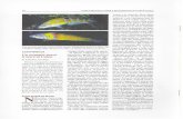 La Storia di Ustica ed i suoi Documenti - Centro Studi e ... · (Thalassoma pavo), molto diffusa nei bassi fondali usticesi e di sicu- ro la più bella e colorata specie mediterranea.