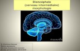 Diencéphale (cerveau intermédiaire) morphologie€¦ · Diencéphale (cerveau intermédiaire) morphologie Dr Kheroua-Gaouar Maitre assistante Service d’anatomie normale Année