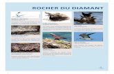Faune patrimoniale rOCher du dIAMAnT du... · 2020-05-14 · rOCher du dIAMAnT Faune patrimoniale Phaéton à bec jaune Phaeton lepturus Cet oiseau marin est observable en vol au-dessus