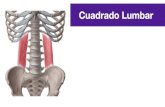Cuadrado Lumbar - edu.akilainstitute.com · Transverse abdominis Located under the obliques, it is the deepest of the abdominal muscles and wraps around your spine for protection