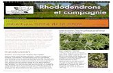 SOCIÉTÉ DES RHODODENDRONS DU QUÉBEC Rhododendrons et … · caduque hybridée par Edmund de Rothschild fait partie du groupe des hybrides Exbury et son introduction date d’environ