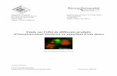 Etude sur l'effet de différents produits d'ensemencement ...mathieuc.a.m.f.unblog.fr/files/2013/...eau-douce.pdf · − les bactéries nitratantes, qui oxydent les nitrites en nitrates