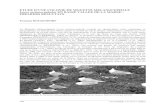 ETUDE D’UNE COLONIE DE MOUETTE MELANOCEPHALE Larus ...medgull.free.fr/papers/LePasser42-2(2005)108-116.pdf · La Mouette mélanocéphale Larus melanocephalus connaît un spectaculaire