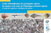 Guide d’identification des principales espèces de requins ... · PDF file et les noms français, anglais, espagnols et portugais sont donnés. Les principales caractéristiques