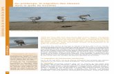 La migration des oiseaux dans le golfe de Coudrée · Nicheur de la toundra Arctique, de la Scandinavie et de la partie nord des Ȋles Britanniques, il passe l’hiver dans la partie