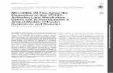 MicroRNA-29 Fine-tunes the Expression of Key FOXA2- Activated … · 2014-08-16 · C. Lisa Kurtz,1 Bailey C.E. Peck,1,2 Emily E. Fannin,1 Carine Beysen,3 Ji Miao,4 Stuart R. Landstreet,5