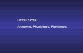 HYPOPHYSE: Anatomie, Physiologie, Pathologie.ifsiambroisepare20112014.f.i.f.unblog.fr/files/2011/10/... · 2011-10-19 · sinus sphénoïdal lobe temporal os sphénoïde carotide