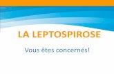 LA LEPTOSPIROSE · La leptospirose est reconnue comme maladie professionnelle. Les activités professionnelles à risque (% du nombre de cas sur 15 ans) (3) 4. Milieu professionnel