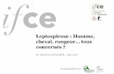 Leptospirose : Homme, cheval, rongeur… tous concernés...La leptospirose chez l’Homme Maladies re-émergeante car prévalence en augmentation Dans le monde, plus d’1 million