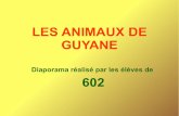 LES ANIMAUX DE GUYANE · 2017-03-12 · LES ANIMAUX DE GUYANE ... Elles viennent pondre sur les plages de Guyane entre mars et juillet. Elles arrivent de nuit, 2 heures avant la pleine