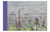 Plante médicinale de l’année 2014 L’ agripaume cardiaquedryadeherbo.com/wp-content/uploads/2015/08/agripaume2014... · 2015-08-19 · Selon Culpeper, l’agripaume est une plante