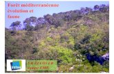 Forêt méditerranéenne Forêt méditerranéenne et faune ... · Forêt méditerranéenne et faune • Fruits peu nombreux, petits, avortés faible disponibilité alimentaire •