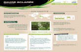 SAUGE SCLARÉE - Fête de la Naturesante-nature.com/wp-content/uploads/2016/04/12-FICHES... · 2016-04-29 · SAVIE-VOUS SES VERTUS SES PROPRIÉTÉS LES TRADITIOS D’USAGE COMMENT