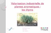 Valorisation industrielle de plantes aromatiques : les thymsmastervrv.free.fr/S3/VISNV/Diaporamas/Thym.pdf · 2012-09-18 · V. Références Herbicidal ... Hany Ibrahim, Monia Ennajar,Ahmed