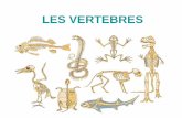 LES VERTEBRES - Géraldine Loot - Home · 2018-09-11 · LES VERTEBRES. Diversité spécifique des vertébrés 62305 espèces (5,5 % du règne animal) - Poissons : 31300 espèces