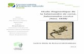 (Savi, 1838) La Salamandre de Corse (Salamandra corsica, SAVI 1838), longtemps considأ©rأ©e comme une