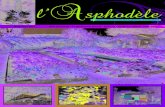 N°62 Mars 2017 Pôle Associatif - 71 Bd Aristide Briand ...€¦ · “Wood Lander”, et les tiges noires de Macrophylla “Nigra”. Parmi les exotiques, une agave du Mexique “Beschorneria”