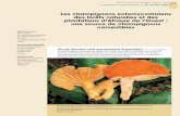 Les champignons ectomycorhiziens des forêts naturelles et des …bft.cirad.fr/cd/BFT_275_51-63.pdf · 2007-01-26 · l’année et une saison sèche quasi inexistante, favorable