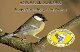 ASSEMBLEE GENERALE - 2019-09-19آ  ASSEMBLEE GENERALE Groupe Ornithologique des Avaloirs Saint Pierre