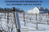 Dommages de gel hivernal sur les vignes · précédente affectent le niveau de tolérance au froid • Les dommages de gel ont un impact important sur la santé, la productivité