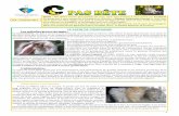 LE LAPIN DE COMPAGNIEclinique-veterinaire-innovet.com/media/original/... · Le persan a une tête ronde, avec le museau aplati et la mâchoire plus courte que chez les autres chats.