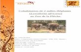 Cohabitation de 2 mâles éléphantshttps://éthologiecaptivante.com/wp-content/uploads/2017...Cohabitation de 2 mâles éléphants (Loxodonta africana) au Zoo de la Flèche. Par :