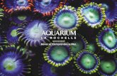 et Créateurs de l’Aquarium La Rochelle SAS...dans la robe miroir taillée dans la lune, des sélènes... C’est la magie du théâtre tropical ! 5 aquariums 78 espèces 500 animaux
