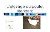 أ‰levage du poulet standard - standard Poulet export. Poulet standard : objectifs zootechniques أ‚ge