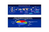 Néoplasies B - Longue Vie et Autonomie | Longue vie et ... · Peripheral T -cell lymphomas (PTCL), unspecified Anaplastic large cell lymphoma (ALCL) ... Activité I GM anticorps