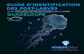 GUIDE D’IDENTIFICATION - IGREC Mer · des populations ichtyologiques entre la Guadeloupe et les îles des Petites Antilles par échantillonnage génétique. Enfin, il faudra analyser