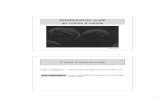 Dissémination virale de cellule à celluleetumaster.icmv.free.fr/Cours/3.2/Diss virale CàC_poly...de PRV de neurones à cellules non neuronales (2) Sche Bartha (gE-gI-US9) vs délétion