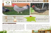 Les Poules de France – les poules de races, fiche de ... · jaunâtre sur le dessus de la tête. Trois exemplaires naturalisés de COUCOU des Flandres, un coq et deux poules, ont