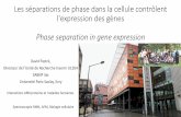 Les séparations de phase dans la cellule contrôlent l ... · l'expression des gènes Phase separation in gene expression David Pastré, Directeur de l’Unité de Recherche Inserm