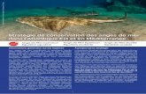 Stratégie de conservation des anges de mer dans l ...€¦ · de Mer Ocellé Squatina oculata – on dispose surtout d’informations relatives à la répartition, à l’écologie