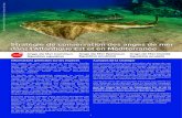 Stratégie de conservation des anges de mer dans l’Atlantique Est … · 2018-04-06 · Ange de Mer Ocellé Squatina oculata6 Ancienne aire de répartition: Autrefois répandu dans