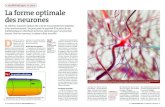 La forme optimale des neurones...•mathématiques et jeux 20 •les dossiers de la recherche | août-septembre 2013 N 5 La forme optimale des neurones réalistes : on impose que le