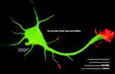 Cellules souches neurales (neurones et glie). Auteur : L ... · Le cerveau possède des capacités d’évolution et d’adaptation extraordinaires, que l’on appelle la « plasticité