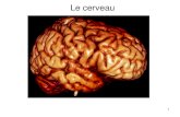 Le cerveau - GE.CHedu.ge.ch/decandolle/sites/localhost.decandolle/... · La plasticité cérébrale Les neurones sont incapables de se multiplier par mitose. Dès 20 ans, le cerveau