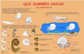 Ammonites - Ceregemdp.cerege.fr/animations/PDF/Ammonites.pdf · Title: Ammonites.pdf Created Date: 12/19/2003 2:49:55 PM