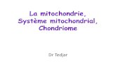 La mitochondrie, Système mitochondrial, Chondriome...La mitochondrie, Système mitochondrial, Chondriome Dr Tedjar Introduction Toutes les activités cellulaires consomment de l’énergie,