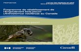 Engoulevent bois-pourri (Caprimulgus vociferus) · Référence recommandée : Environnement Canada. 2015. Programme de rétablissement de l’Engoulevent bois-pourri (Antrostomus