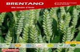 BRENTANO Le blé BPS qui n’a pas peur du froid · Classe qualité BPS (Blé panifiable supérieur) Avis ANMF BPMF - sans restriction W (à 11% de protéines) 160 - 220 P/L (à 11%