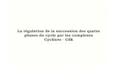 La régulation de la succession des quatre phases du cycle ...Entre 1987 et 1990, le régulateur universel de l’entrée en mitose (le MPF) est caractérisé : c’est une kinase