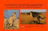Comment vivent les guépards - Académie de Reimssepia.ac-reims.fr/ec-reims-anquetil-elem/-spip-/IMG/pdf/... · 2015. 3. 10. · Le mâle le plus dominant pourra s'accoupler avec