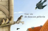 Une vie - Faucons pour tous · Papa Faucon le ramène au nid et le donne à Maman Faucon : elle va le plumer et le déchirer en petits morceaux pour les fauconneaux. Dès que les
