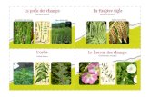 L’ortie Le liseron des champs · 2017. 12. 7. · L’ortie indique que votre sol est riche en nitrate (azote). Analyse du paysage Cette plante est souvent liée à la présence