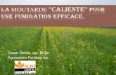 La moutarde “Caliente” pour une fumigation efficace.agrobonsens.com/wp-content/uploads/2014/03/cesar.chlela.pdf · UNE FUMIGATION EFFICACE. Cesar Chlela, agr. M.Sc. Agrocentre
